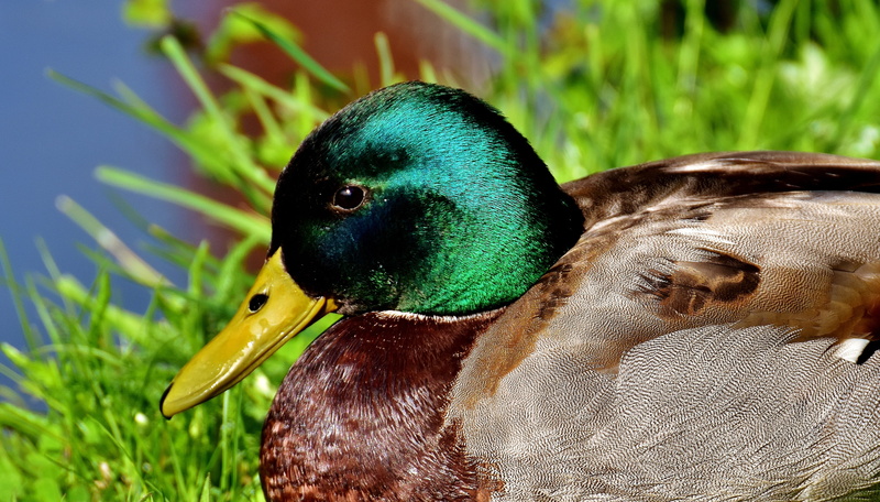 animal body part, animal wildlife, focus on foreground, feather, water, female, day, Meadow, focus, beak, beauty In Nature, animal, animal themes, no people