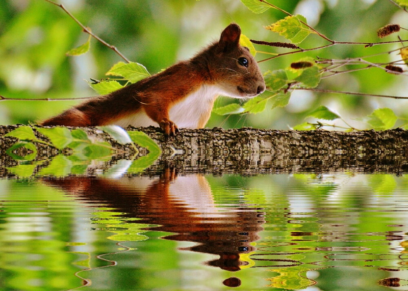 white, Water, vertebrate, Mirroring, green Color, animal wildlife, one animal, climb, outdoors, garden, lake, wildlife, nut, eat, rodent, 1080P, profile view