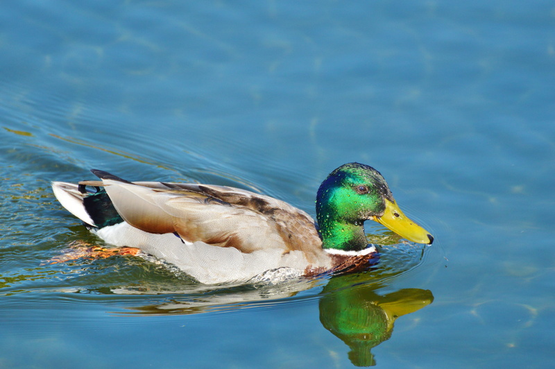 lake, beauty In Nature, Poultry, animals In The Wild, water Bird, duck, vertebrate, animal wildlife, Ducks, Mallard, water, day, swimming Animal, drake