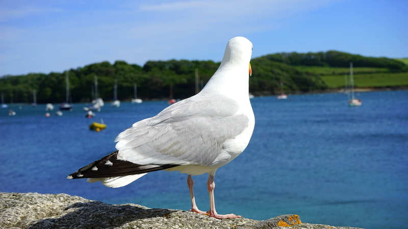 yachts, daytime, perched, nature, lake, stand, seagull, seagulls, beauty in nature, vertebrate, near, no people, sea, watch, lakes, platform, water, gray