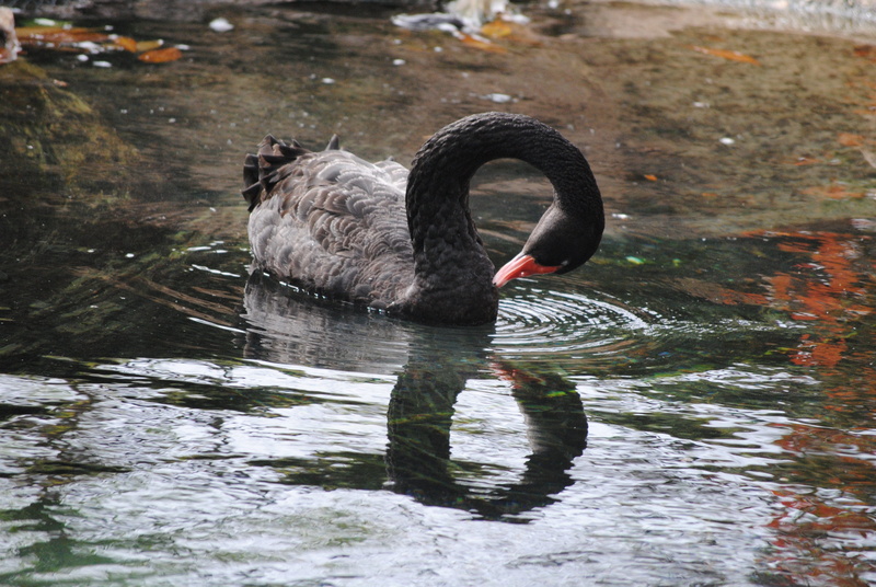 day, wild, reflection, black swan, Water, green, one animal, floating on water, one, peaceful, head, Neck, river, feather, blue, majestic, color, water bird