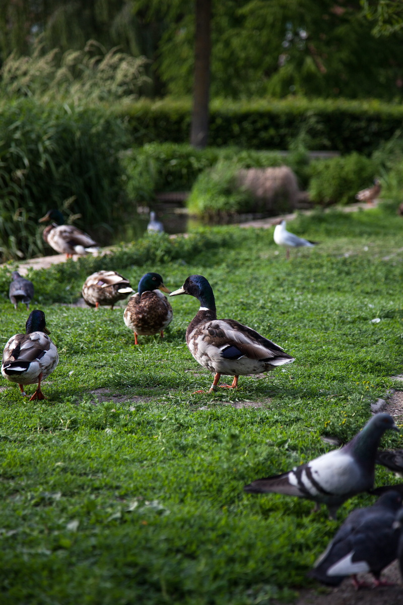 park, travel, no people, cute, forest, young, colorful, color, day, wild, green, animals in the wild, poultry, animal wildlife, Nature, animal themes, Water