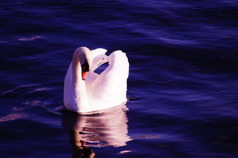 heart, body, swan lake, waters, black, nature, river, swim, dream, bird, wildlife, elegant, swans, sea, day, wave, reflection, no people, animal, swimming