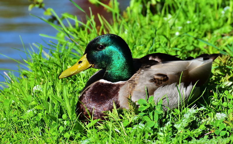 body, animals in the wild, grass, duck bird, green color, 4K, beside, bird, water, mallard duck, water bird, outdoors, animals, animal themes, no people