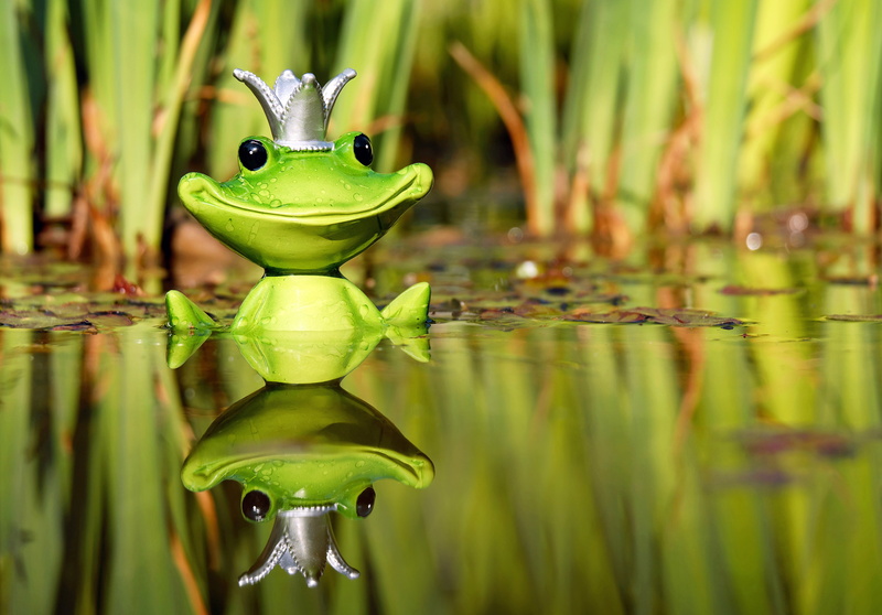 vertebrate, pond, reptile, no people, mirroring, figure, frog, one animal, animal wildlife, fun, 4K, sitting, body, cute, green color, plant, king, sweet