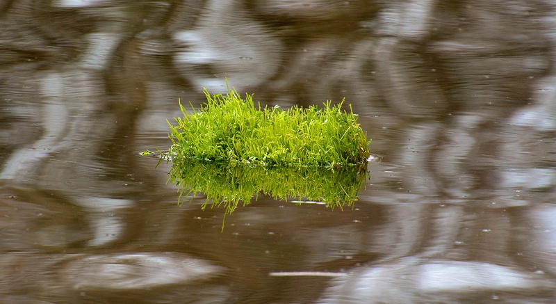 water Surface, vertebrate, Grass, animal wildlife, waterfront, reflection, Drive, tufts of grass, floating, beauty in nature, green, no people, body, Water
