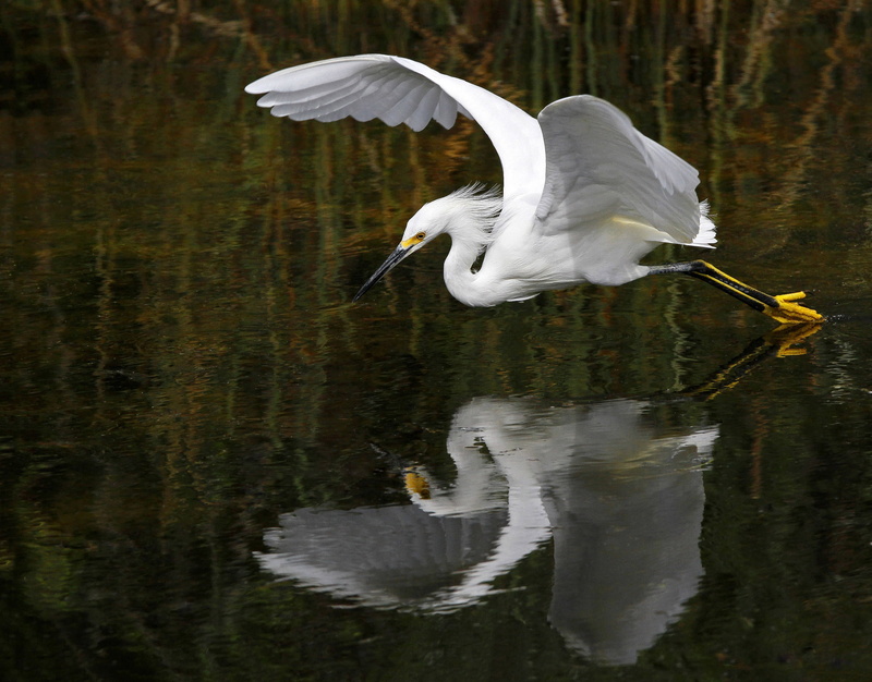 river, waterfront, reflection, lake, nature, avian, animals in the wild, heron, one animal, animal neck, outdoors, bird, vertebrate, body, animal, flight