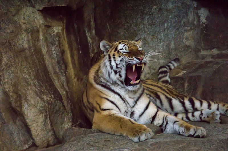 animal wildlife, nature, 5K, endangered species, vertebrate, tooth, amurtiger, wildcat, rock, relaxation, outdoors, animals in the wild, one animal, mammal