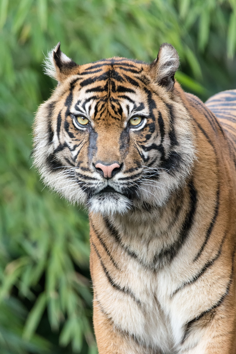 telephoto lens, day, predator, nature, cat, 5K, feline, big cat, one animal, no people, brown, black, outdoors, whisker, looking at camera, focus on foreground