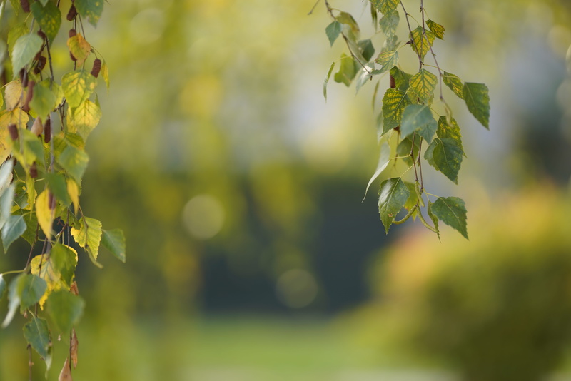 sunlight, plant part, winemaking, plant, focus on foreground, leaf, branch, land, grass, focus on the foreground, color image, deciduous, tree, selective focus