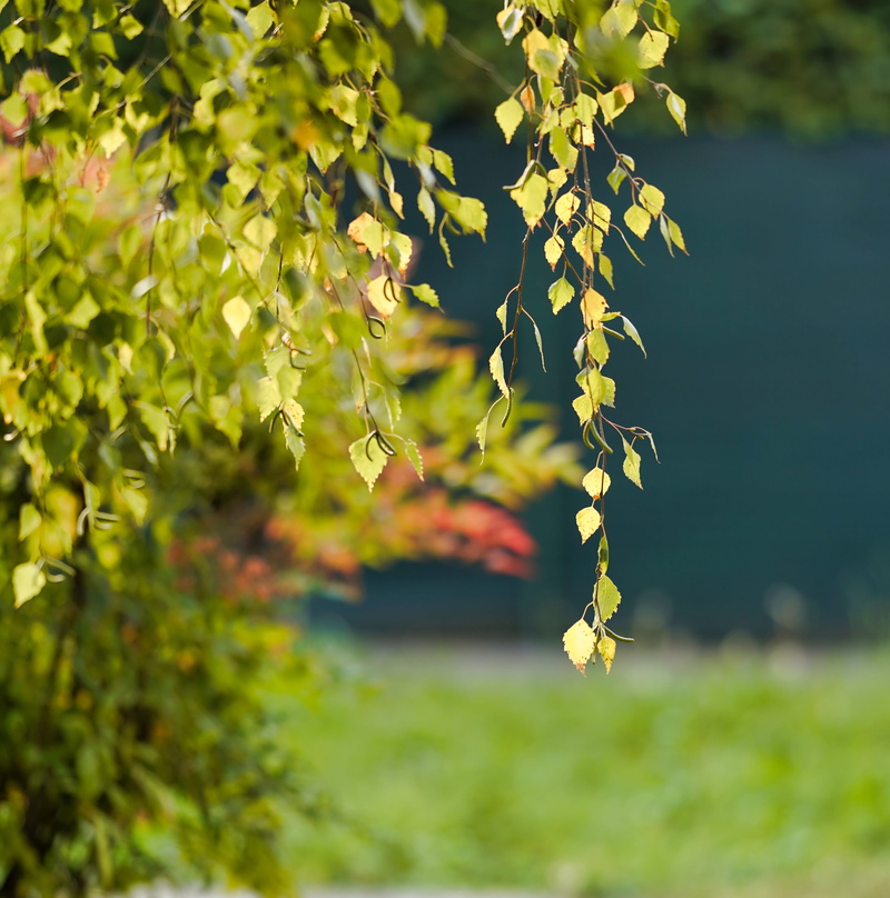 wood, 4K, blur, flowering plant, beauty in nature, day, focus on the foreground, non-urban scenes, plant part, image focus technique, garden, green color