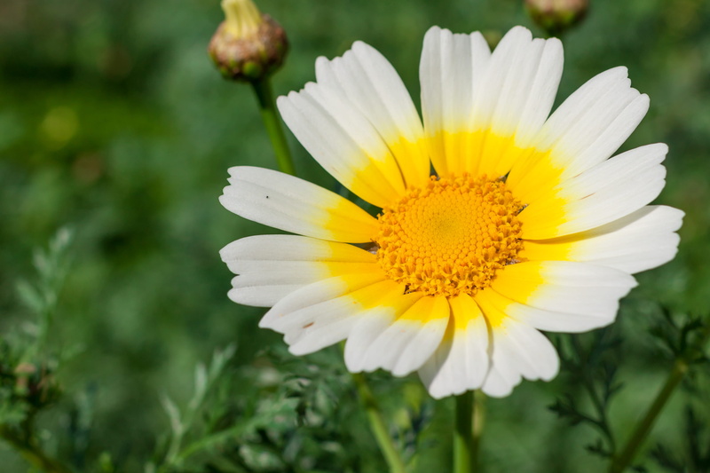 botany, growth, field, alimos, white color, flowering plant, fragility, close-up, springtime, image focus technique, blossom, defocused, flower head, flower
