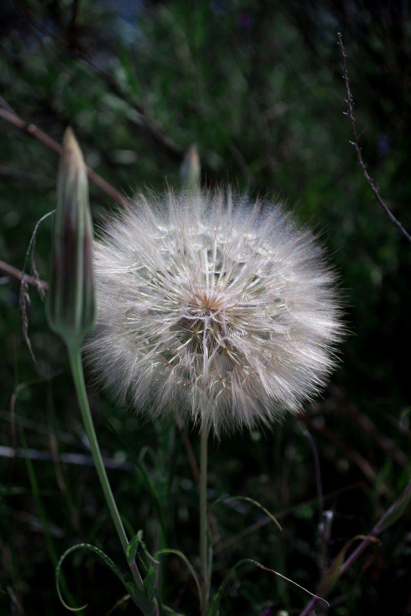 beauty, plant, backgrounds, field, pani hill, sunset, defocused, no people, photography, vulnerability, growth, dandelion, flower head, focus on foreground