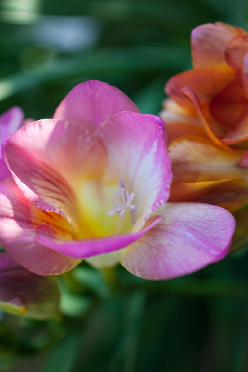 pani hill, summer, 4K, uncultivated, vulnerability, beauty, flower head, field, plant, meadow, petal, bright, relaxation, close-up, selective focus, organic