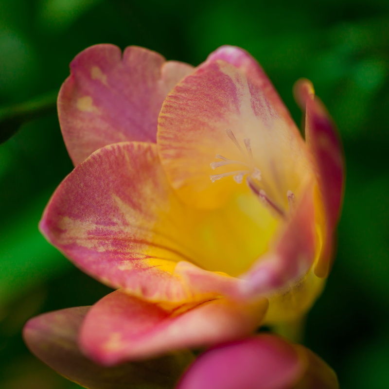 pani hill, freshness, flowering plant, inflorescence, image focus technique, botany, pink color, beauty in nature, sunset, non-urban scene, vulnerability