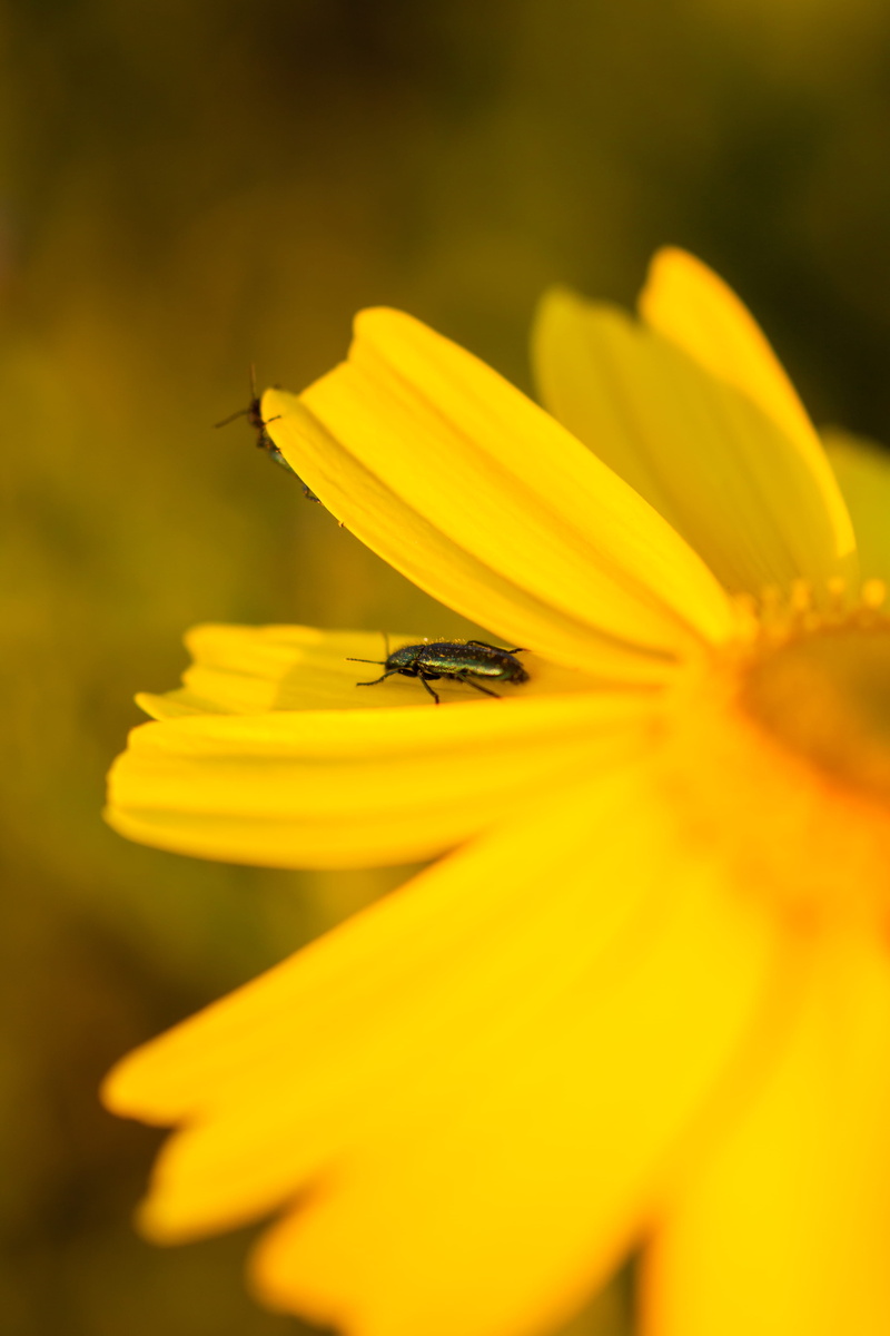 inflorescence, flowering plant, beauty, greece, plant, blossom, beauty in nature, outdoors, one animal, photography, insect, no people, petal, yellow, animals in the wild