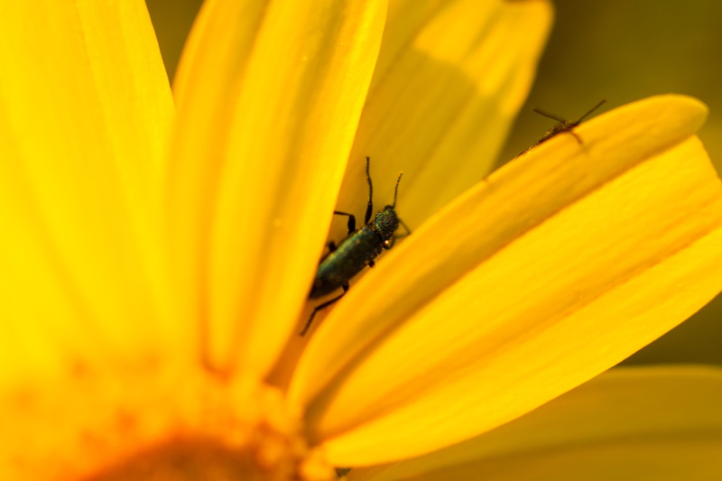 animal themes, photography, freshness, flower, animal, inflorescence, close-up, flowering plant, vulnerability, animal wildlife, image focus technique