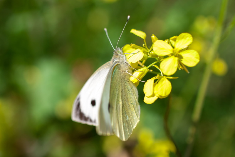 alimos, butterfly - insect, sunset, plant, flowering plant, focus on foreground, greece, animal, pollen, fragility, insect, white butterfly, beauty in nature