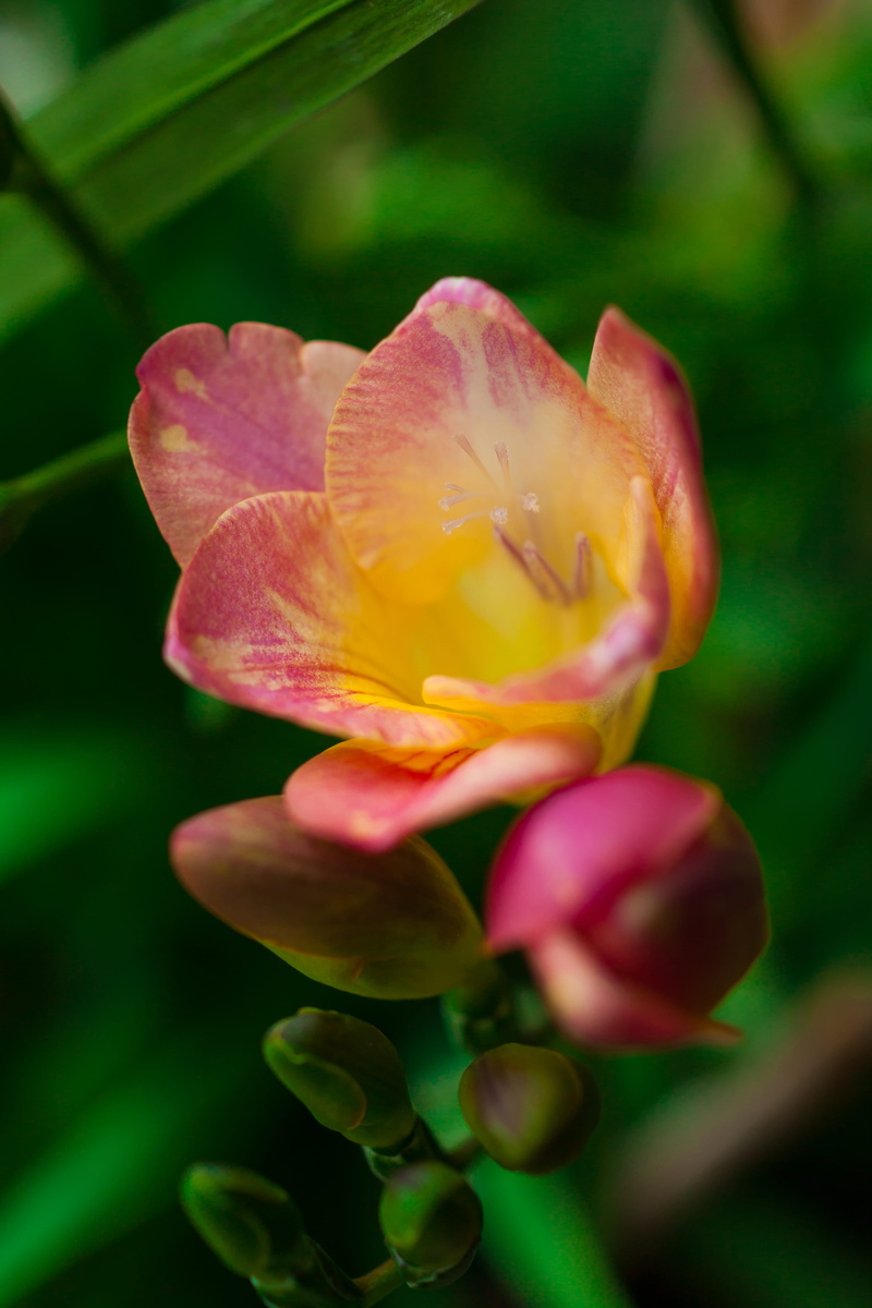 flower head, plant stem, no people, freshness, image focus technique, beauty in nature, nature, leaf, inflorescence, fragility, plant, sia, season, pink color