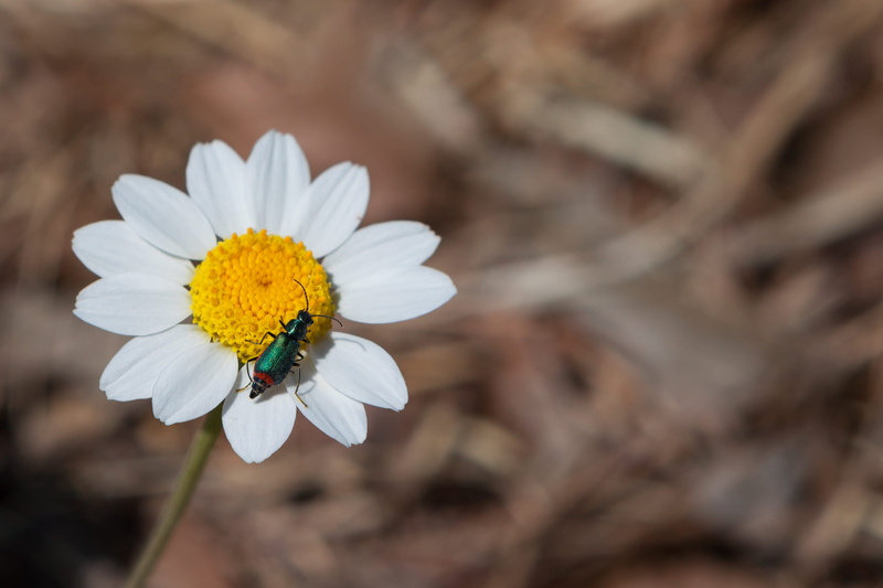 animals in the wild, botany, one animal, pollination, beauty, invertebrate, insect, fragility, pollen, animal wildlife, plant, image focus technique, growth