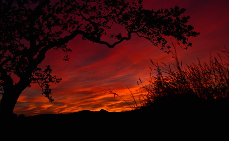 landscape, tranquil scene, tree, plant, 1080P, sky, non-urban scene, idyllic, silhouette, orange color, nature, outdoors, dramatic sky, awe, scenics - nature