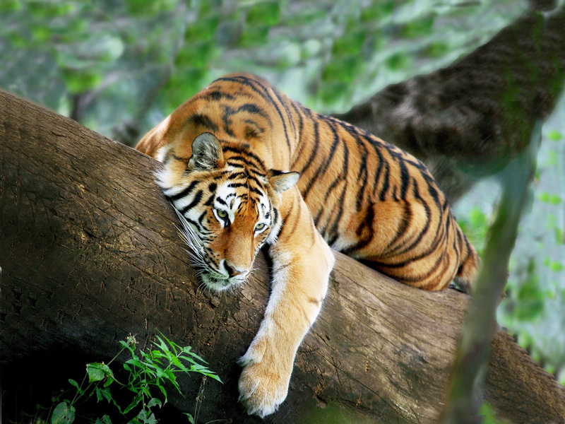 tiger, 1080P, tree, recreation