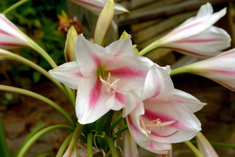 close-up, growth, inflorescence, tubular, pink color, woodland, plant, poisonous, perennial, petal, day, milk and wine, freshness, amaryllidaceae, crinum lily