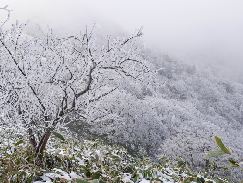 environment, sasa bamboo, fog, no people, tranquility, rime, landscape, day, plant, nature, mountain, extreme weather, winter mountain, winter, cold wave