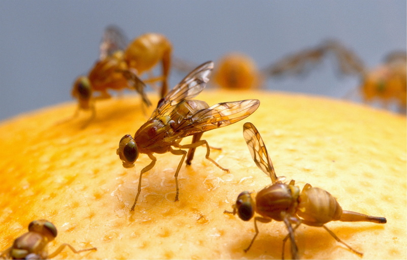 animal wildlife, eggs, fruit, focus on foreground, yellow, animal, food, insect, orange, animals in the wild, one animal, ant, close-up, fruit flies, animal themes