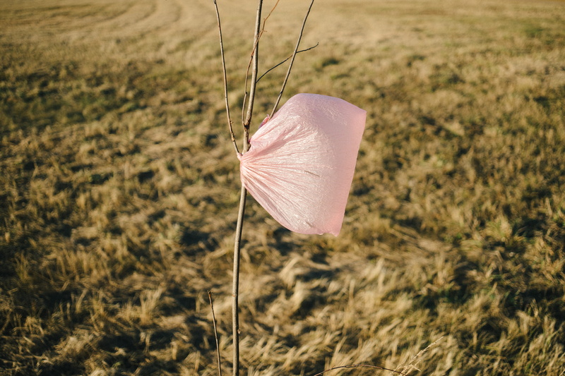 trash, pink color, tree, land, ecosystem, garbage, problem, outdoors, vulnerability, sunlight, close-up, selective focus, man, recycle, softness, flower