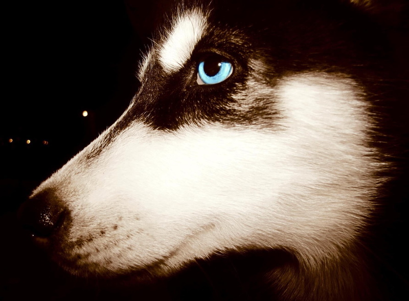 whisker, animal head, brown, pets, black background, vertebrate, mammal, domestic animals, no people, close-up, looking, Siberian Husky , blue eyes, studio shot