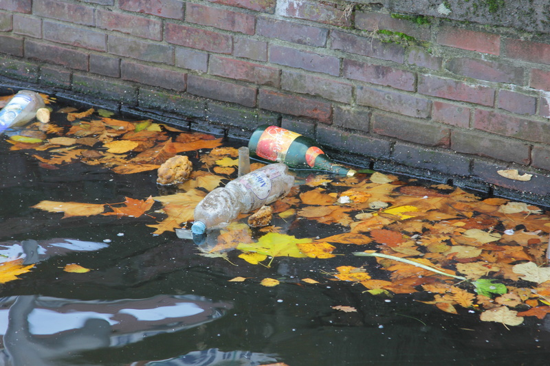 koi carp, fish, environment, vertebrate, pollution, group of animals, water, dirty, leaves, garbage, high angle view, school of fish, outdoors, no people