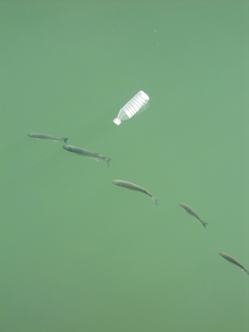 single object, animal, green, river, plastic, pollution, water, animal wildlife, no people, close-up, near, green color, colored background, cut out, fish