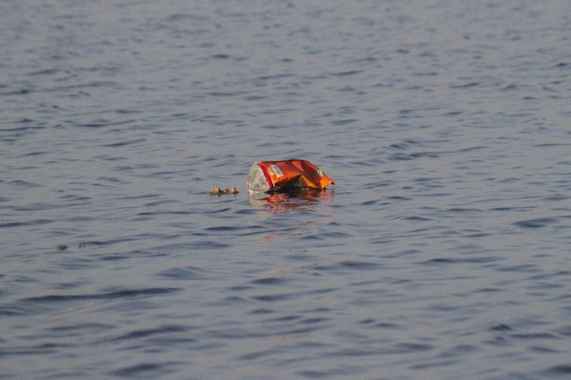 swimming, outdoors, ocean, environmental, animals in the wild, selective focus, nature, animal wildlife, animal, recycle, non-urban scene, pollution, rippled