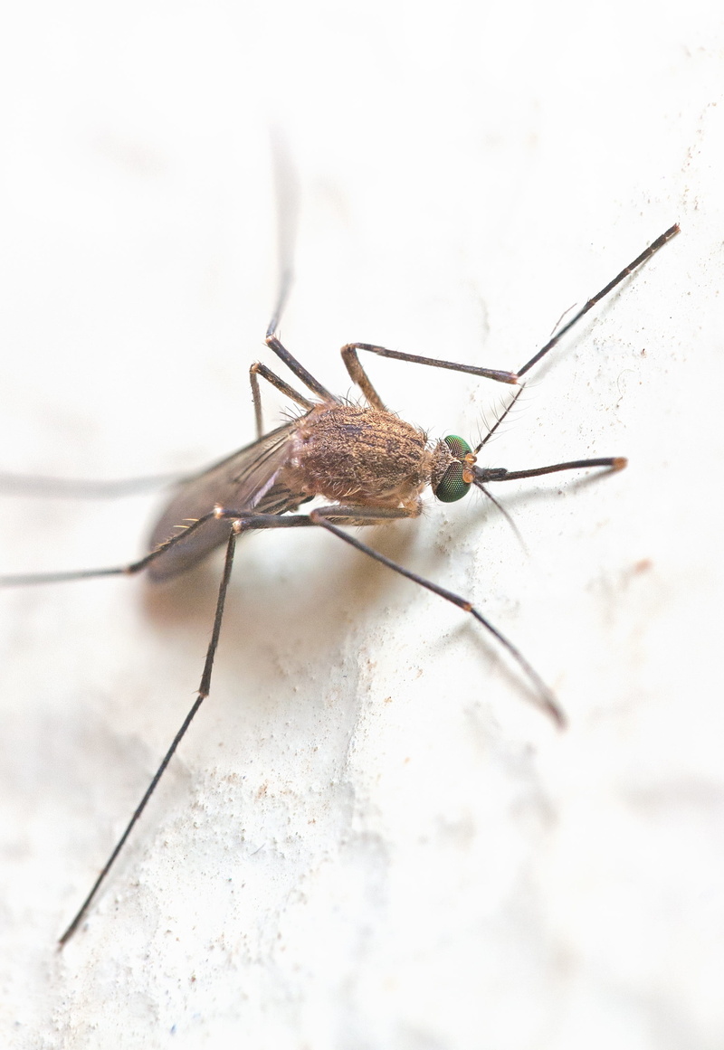 Mosquito, animals in the wild, parasite, surface, Insect, 2K, Bug, day, small, no people, selective focus, animal, animal wildlife, animal eye, tropical