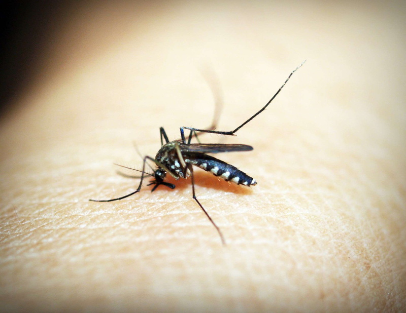 human skin, feeding, animal wildlife, close-up, body part, animals in the wild, outdoors, biology, selective focus, black, entomology, nature, day, skin