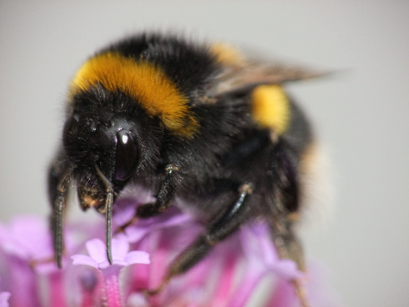 pollination, plant, animals in the wild, macro, Bumblebee, invertebrate, 4K, black, bumble, honey Bee, Sting, working, freshness, beauty in nature, pollen