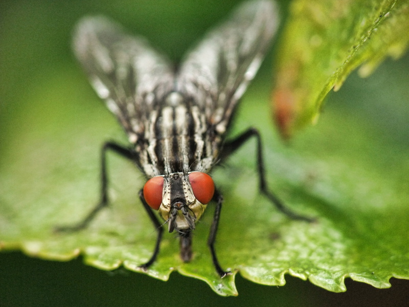 agriculture, horse, cattle, leaf, farm, close-up, plant part, environment, crap, animal wing, dirty, 4K, insect, animal wildlife, stinky, macro, disgust