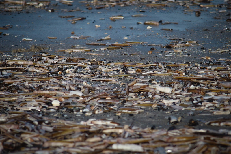 wet, 4K, surface level, land, water pollution, outdoors, messy, environmental issues, sea, water, close-up, unhygienic, puddle, mud, Shells, Coast, nature
