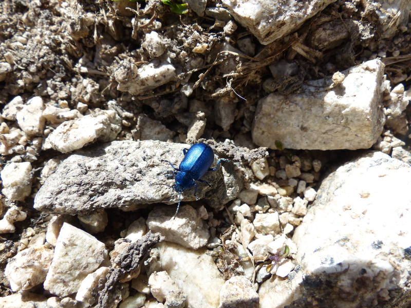 pebble, Beetle, sunlight, unhygienic, one animal, nature, day, leaf beetle, oreina, stone - object, oreina speciosissima, close-up, rock, solid, blue, animal