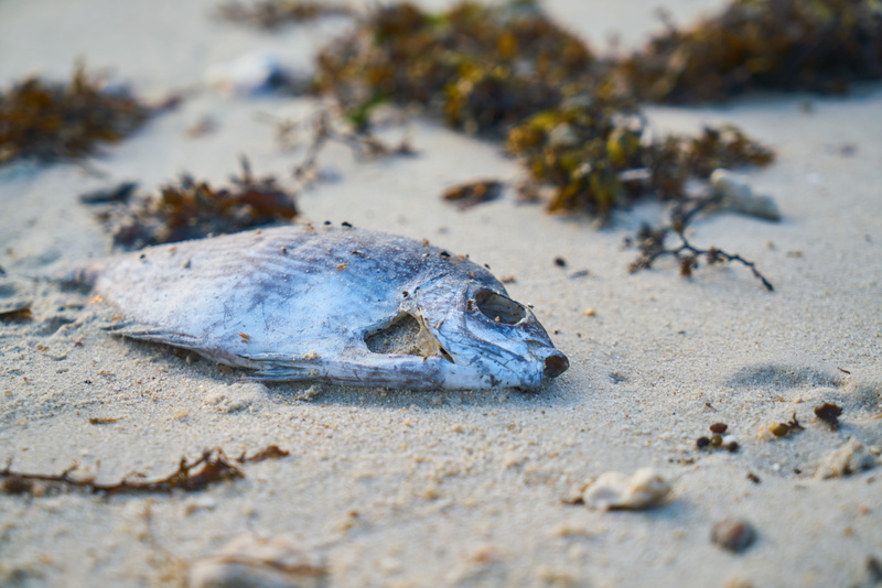 portrait, animal, dead animal, natural disaster, environmental conservation, the pollution, tropical climate, environment, dirty, sea, animals in the wild