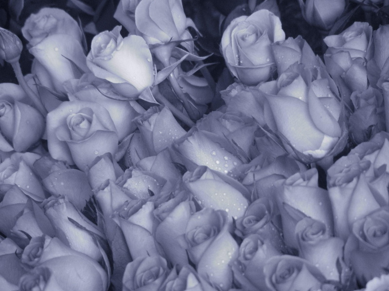 stunning, nature and landscapes, 1080P, grey, roses, exceptional, truly, gorgeous, color, beautiful