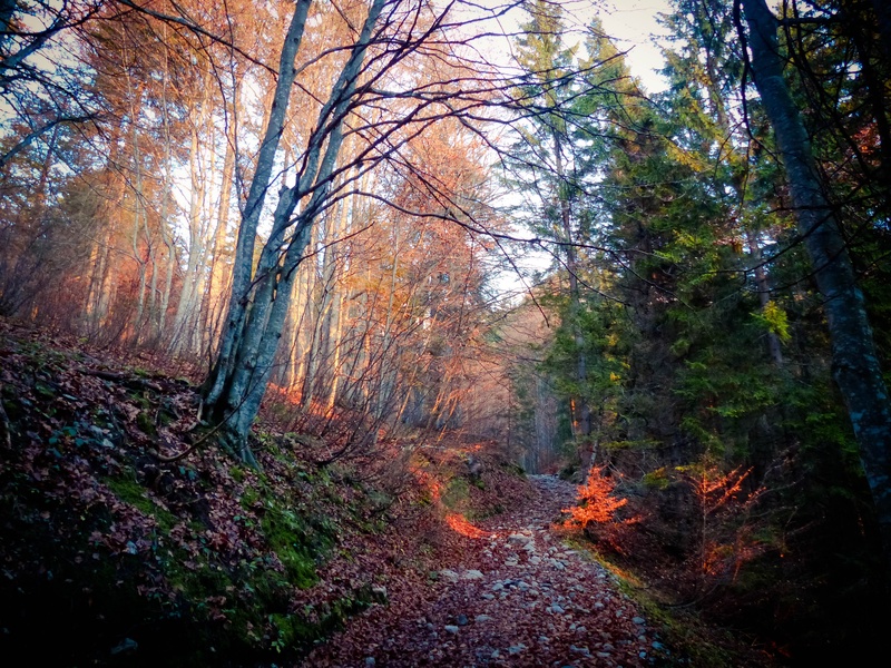 growth, sun, trunk, no people, environment, 4K, tree trunk, unique, mood, tranquility, land, non-urban scene, trail, tree, autumn, exceptional, red, sky