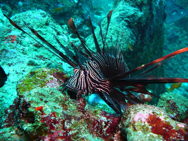 exceptional, animal wildlife, animal, dangerous, animals in the wild, toxic, close-up, color, exotic, marine, water, invertebrate, no people, vertebrate
