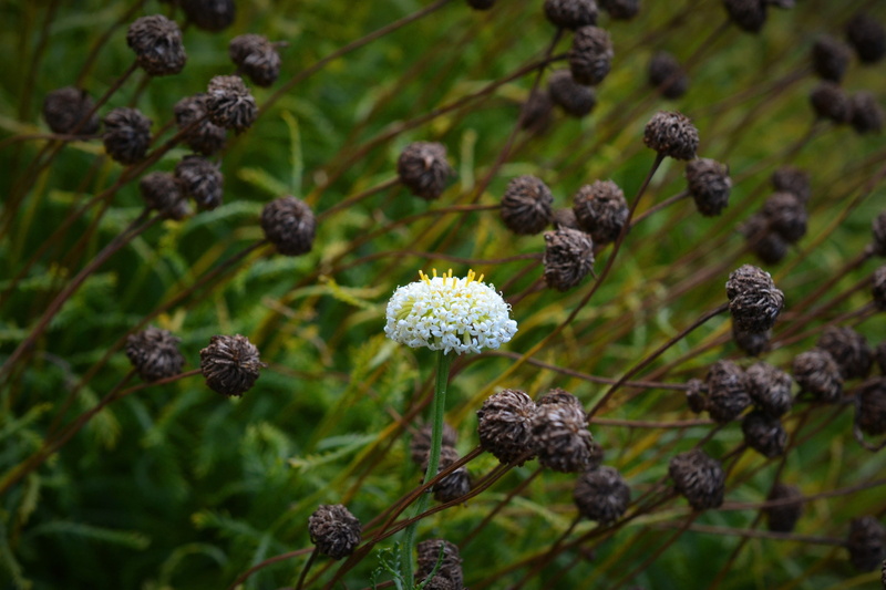 especially, unique selling proposition, attention, anders, day, botany, only one, flower head, no people, asteraceae, apuanischesheiligenkraut, unique