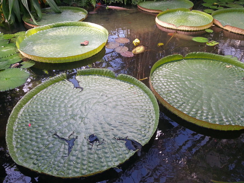 lotus water lily, garden pond, no people, lily, reflection, green color, garden, pond plant, flower, water, exceptional, day, leaf, pond, floating on water