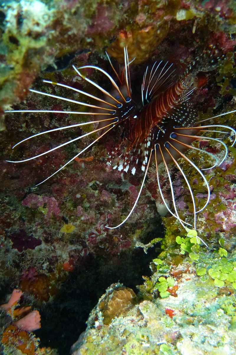 invertebrate, fish, sea life, beautiful, animals in the wild, vertebrate, no people, close-up, exceptional, animal, lionfish, coral, underwater, animal wildlife