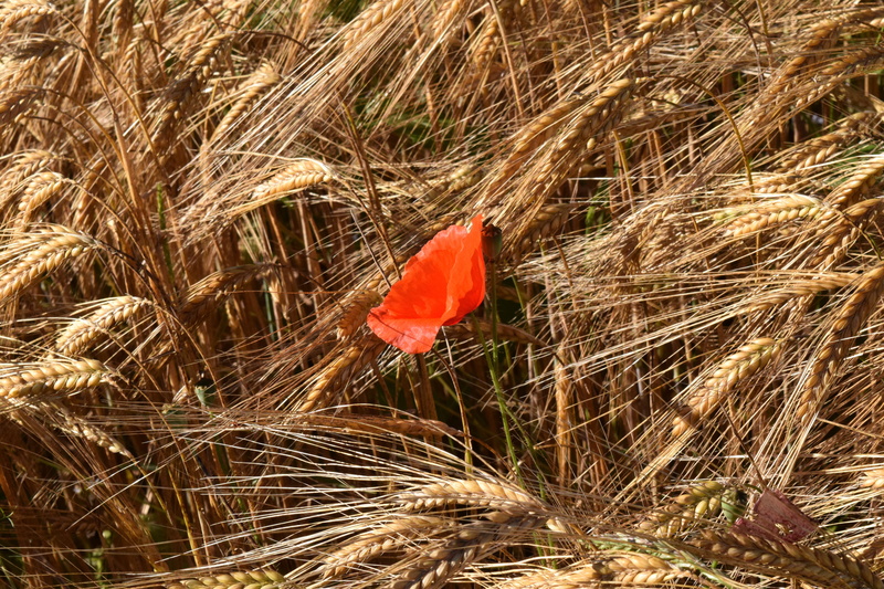 high angle view, wheat, plant, land, striking, red, sunlight, alone, farm, day, agriculture, rural Scene, barley field, lonely, cereals, crop, Barley, outdoors