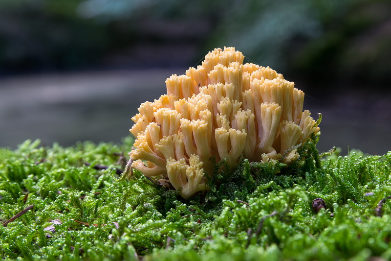 vegetable, vulnerability, yellow, outdoors, autumn, fragility, coral fungus, food, flowering plant, green color, close-up, growth, nature, 4K, food and drink