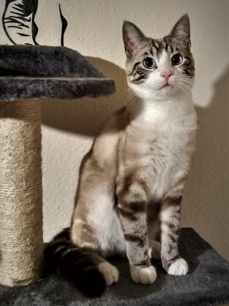 except gewöhniche color, domestic animals, getiegert, cute, domestic, mammal, beautiful eyes, looking at camera, close up, looking, wall - building feature